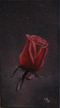 Rote Rose auf Schwarz